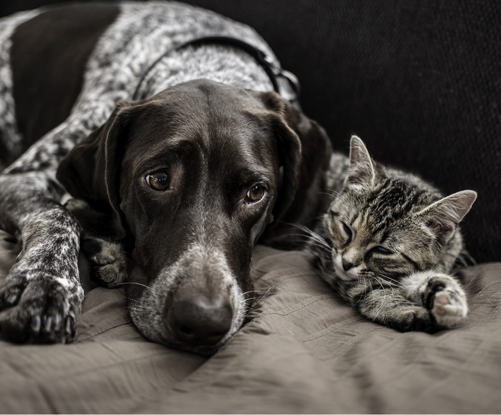 Glendora Pet Hotel & Day Camp American Pet Resort & Spa